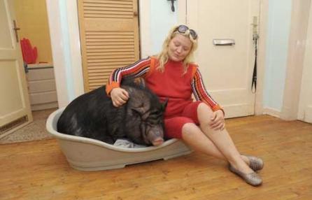 Paloma, un porc de apartament 18370718