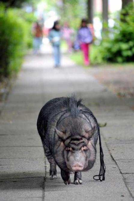 Paloma, un porc de apartament 18370720