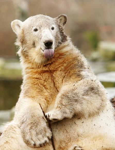 Knut, ursul senzaţie, rămâne la Grădina Zoologică din Berlin