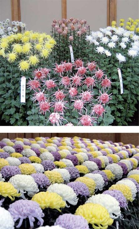 Crizantema, un adevărat spectacol de formă şi culoare