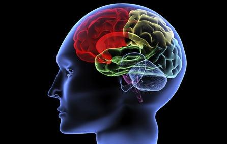 Care este pavăza creierului?