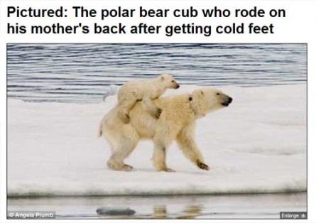 Ursuleţ polar friguros: Ţuşti pe spinarea mamei!
