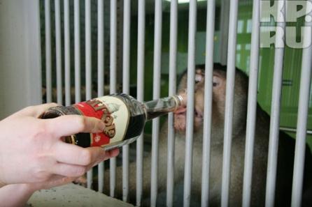 Maimuţele din Siberia beau Kagor ca să scape de Gripa porcină! (Video)