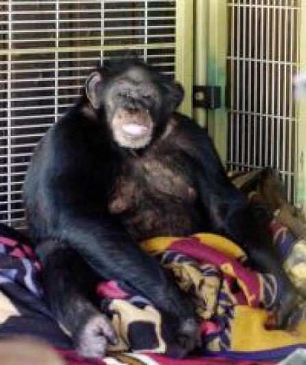 Viaţa după ce a fost mutilată de un cimpanzeu (Video)