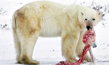 Din cauza absenţei hranei, urşii polari se mănâncă între ei