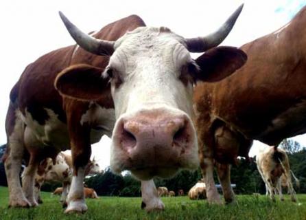 Usturoi pentru vacile vinovate de încălzirea globală
