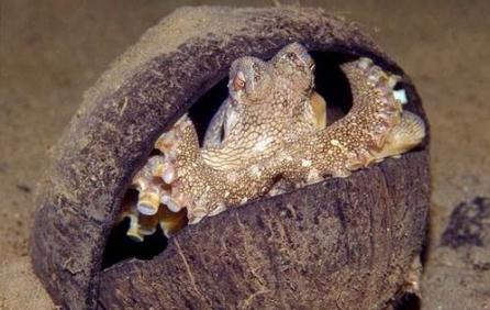 O caracatiţa "isteaţă" foloseşte coji de nucă de cocos pe post de scut