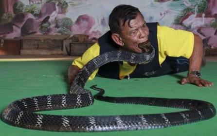 Box thailandez cu cei mai veninoşi şerpi din lume! Te bagi?