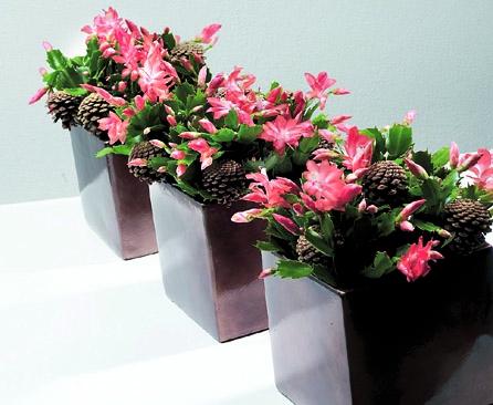 Flori minunate pentru sărbătorile de iarnă 18386646