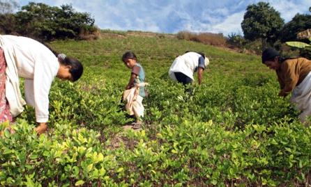 Bolivia pregăteşte lansarea unei băuturi pe bază de frunze de coca