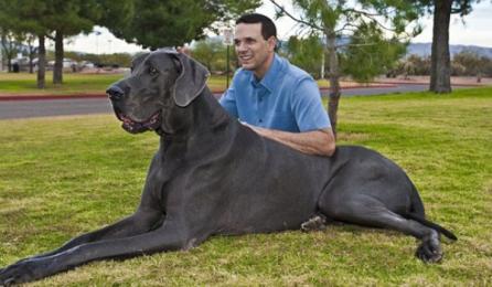 Acesta este cel mai mare câine din lume!