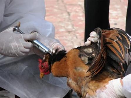 Virusul gripei aviare a reapărut în Israel