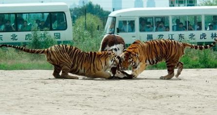 Tigrii sfâşâie vaci sub privirile turiştilor!