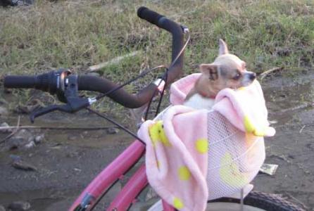 Biciclete roz 18388916