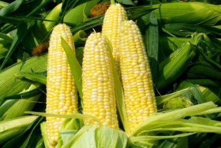 În trei ani, fermierii români au cultivat 44.000 de tone de porumb modificat genetic