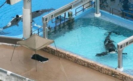 O dresoare de la un parc acvatic din Florida a fost ucisă de o orcă