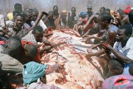 Foamete în Zimbabwe! Au ajuns să mănânce cadavre de elefanţi!