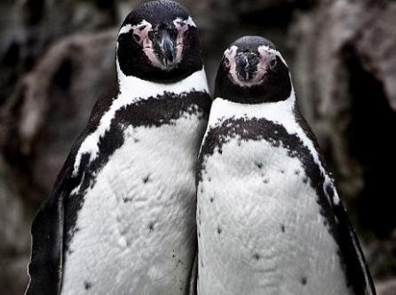 Ei sunt cei mai fotogenici pinguini din lume!