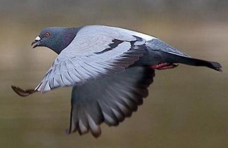 Un porumbel de curse a scăpat din "ghearele" unei grupări de infractori români