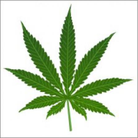 Marijuana, aproape de a fi legalizată în California