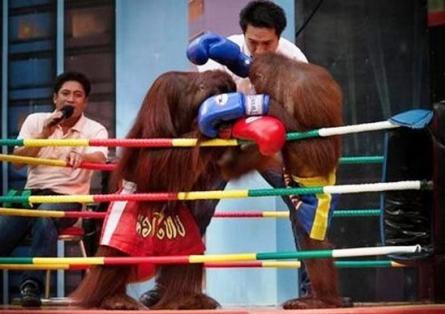 Meciurile de box între urangutani, atracţie turistică în Thailanda