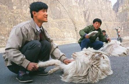 China a clonat capre pentru o producţie mai mare de caşmir