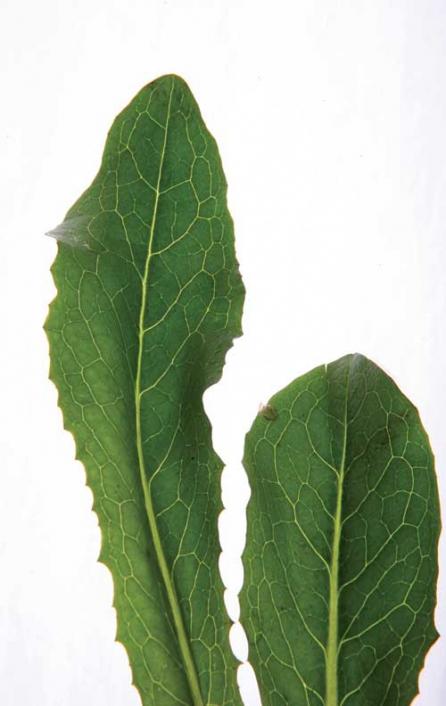 Ştevia şi leurda: detoxifiere de primăvară 18394219