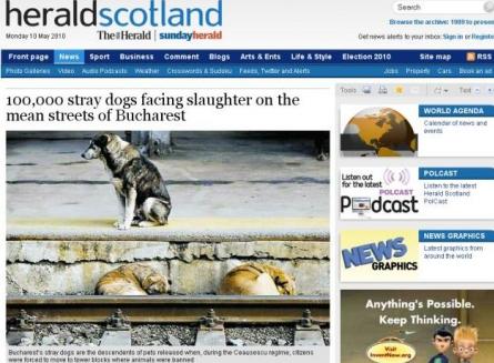 The Herald: În Bucureşti, peste 100.000 de câini vagabonzi vor fi "măcelăriţi" 