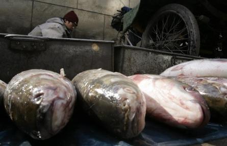 ONU: Peştii ar putea dispărea în 40 ani