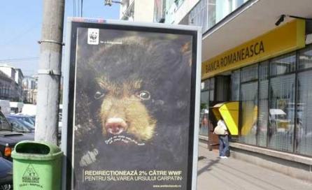 Salvaţi ursul brun de... WWF, ICAS şi Ministerul Mediului!