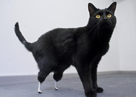 Oscar, prima pisică bionică