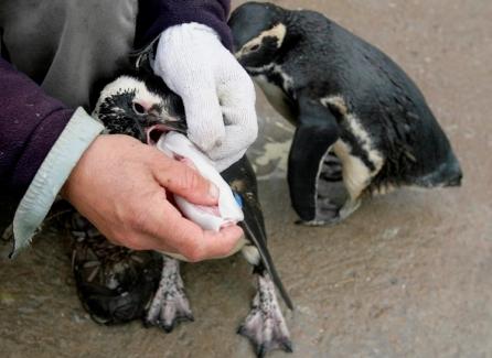 Zeci de pinguini acoperiţi de petrol, eşuaţi pe coastele statului Uruguay
