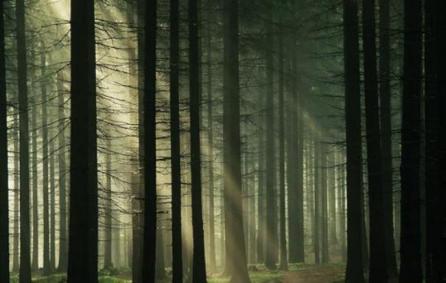 Pădurea Hoia-Baciu, o poartă către altă lume