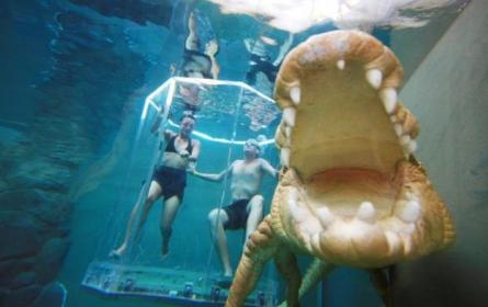 Înoată împreună cu crocodili de şase metri!