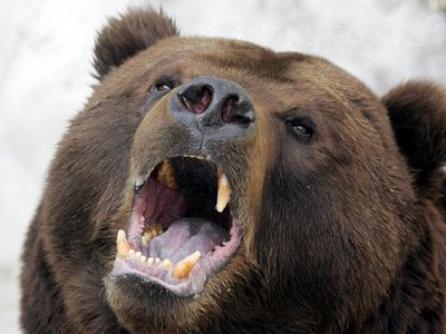 Un urs înfometat a intrat în cantina unei uzine din Rusia pentru a se hrăni
