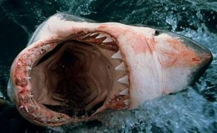 Trupul unui marinar, descoperit în stomacul unui rechin