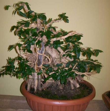 Artă şi tradiţie orientală: bonsai, suiseki şi saikei