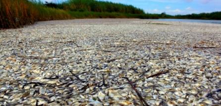 Dezastru ecologic: Mississippi, pavat cu sute de mii de peşti morţi