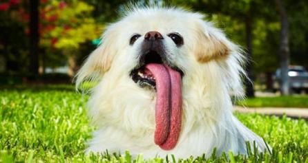 Puggy este câinele cu cea mai mare limbă din lume!