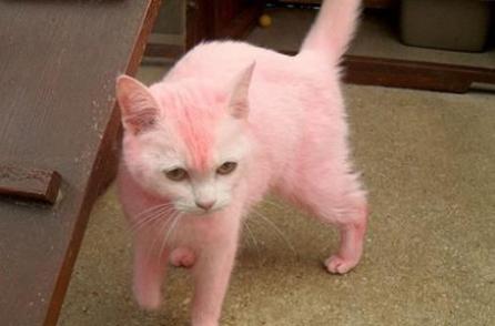 Pantera, nu... pisica roz!