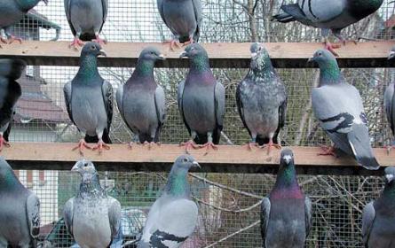 Sănătatea şi selecţia porumbeilor