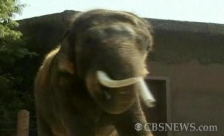 Kosik, elefantul vorbitor din Coreea de Sud, uimeşte cercetătorii (Video)
