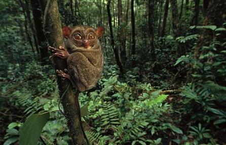 Cele mai ciudate animale din lume 18408419