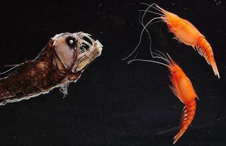 Cele mai ciudate animale din lume 18408420