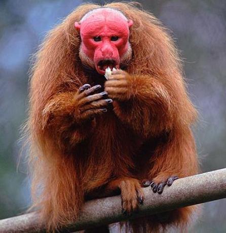 Cele mai ciudate animale din lume 18408421