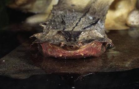 Cele mai ciudate animale din lume 18408422