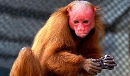 Cele mai ciudate animale din lume 18408423