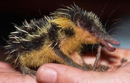 Cele mai ciudate animale din lume 18408424