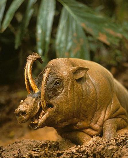 Cele mai ciudate animale din lume 18408426