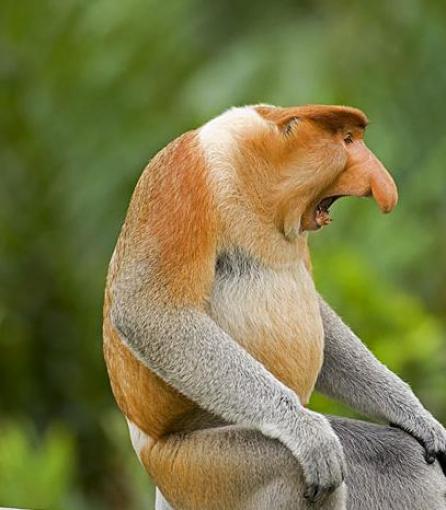 Cele mai ciudate animale din lume 18408428